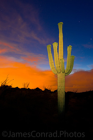Saguaro after the storm