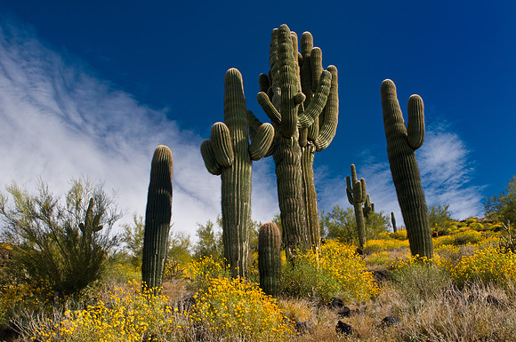 Saguaros in the Spring