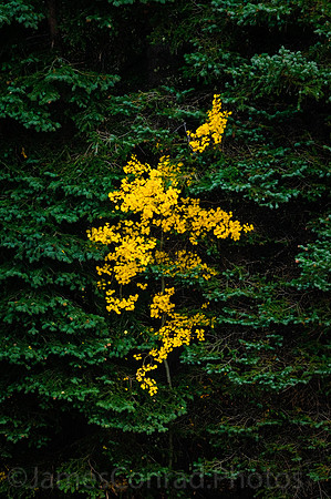 Aspen in the Pines