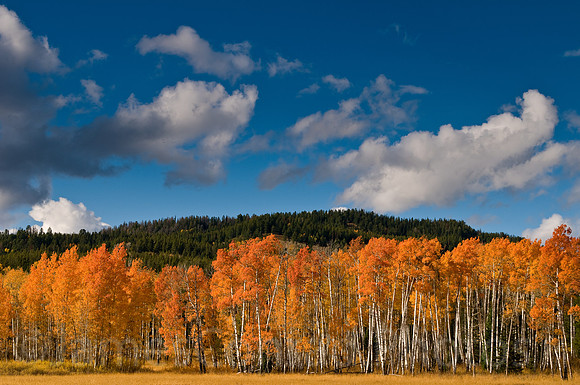 Flaming Aspens