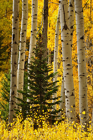Aspens Protecting the Young