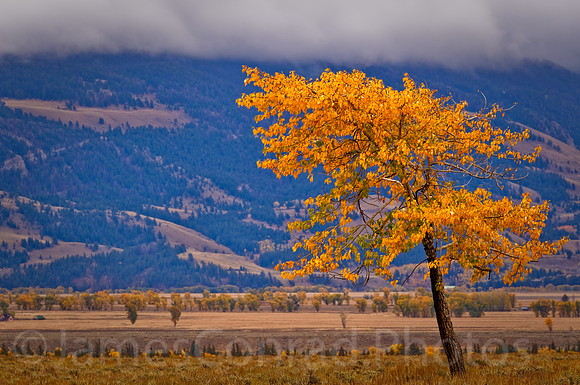Lonely Cottonwood